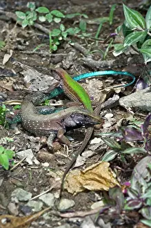 Ameiva: Garden Lizards - pair courting