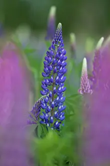 160517: Garden Lupin flowering Sweden