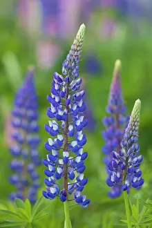 160517: Garden Lupin flowering Sweden