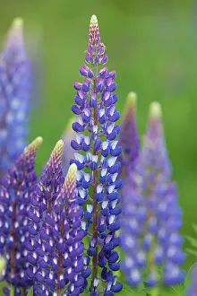 160517: Garden Lupin flowering Sweden