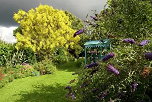 Broom: Garden - Mount Etna Broom (Genista aetnensis) in