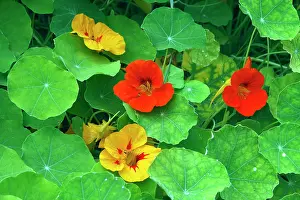 Majus: Garden Nasturtium
