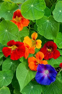 Majus: Garden nasturtium (Tropaeolum majus) and Common