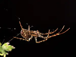 Diadematus: Garden Orb Spider