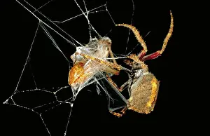 Spiders: Garden orb spider