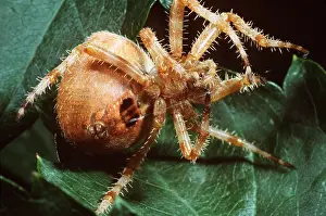 Cobwebs: Garden Orb-weaver SPIDER - spinning silk to make web