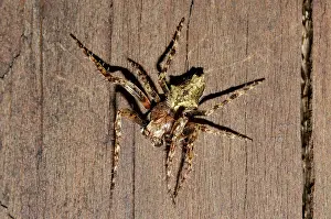 Weaver: Garden Orbweb Spider