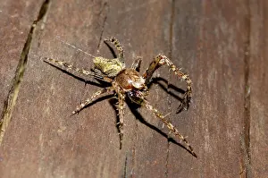 Weaver: Garden Orbweb Spider