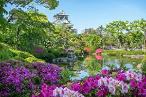 Pinus: Garden of osaka castle under ans azalea in full
