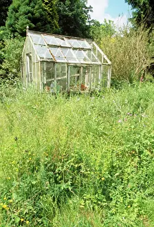 Greenhouses: Garden - with overgrown weeds & greenhouse