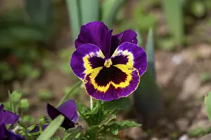 Jardin: GARDEN PANSY