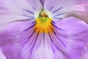 Pansies: Garden Pansy - detail of a lilac and yellow coloured