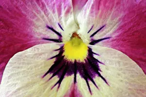 Pansies: Garden Pansy - detail of a yellow, pink and white