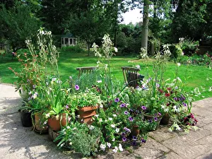 Patio: Garden - Patio flowers