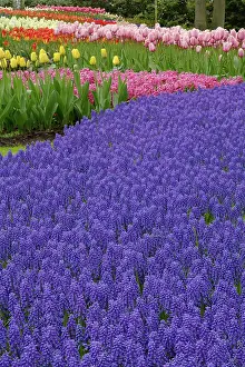 Lisse: Garden pattern of Grape Hyacinth flowers