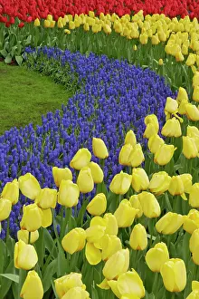 Lisse: Garden pattern of Grape Hyacinth flowers