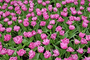 Lisse: Garden pattern of tulips, Keukenhof Gardens