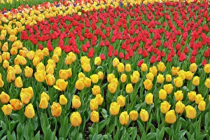 Lisse: Garden pattern of tulips, Keukenhof Gardens