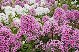 Paniculata: Garden Phlox - Pink and White Phlox paniculata Essex