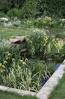 Ardea London: GARDEN POND