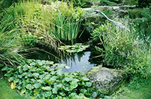 Ardea London: GARDEN POND
