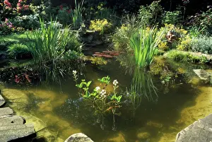 Reeds: Garden Pond - with a variety of Water Plants, Bog