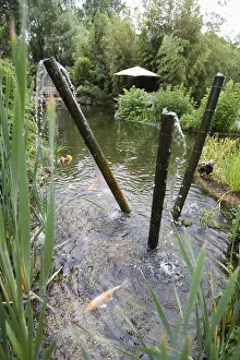 Pound: Garden pound and fountain with koi carps
