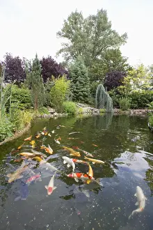 Pound: Garden pound with koi carps