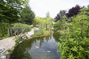 Eupatorium: Garden pound with koi carps