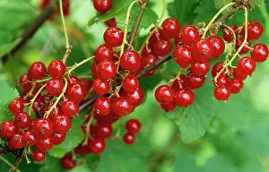 Ripened: Garden Red Current - ripened fruit