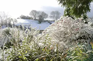 Fuchsia: Garden shrubs in snow