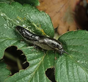 Hortensis: Garden slug on strawberry leaf