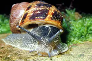 Aspersa: GARDEN SNAIL