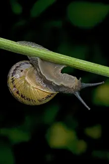 Aspersa: Garden Snail