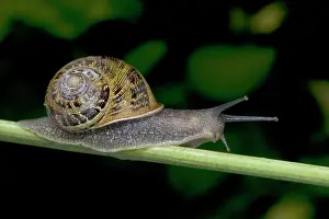 Aspersa: Garden Snail