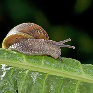 Aspersa: Garden Snail