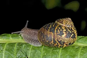 Aspersa: Garden Snail