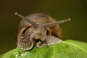 Aspersa: Garden Snail