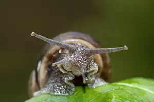 Aspersa: Garden Snail