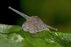 Aspersa: Garden Snail