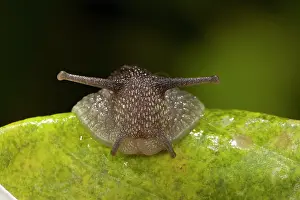 Aspersa: Garden Snail