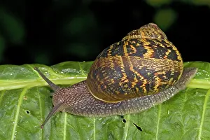Aspersa: Garden Snail