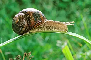 Aspersa: Garden Snail