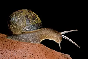 Helix: Garden Snail