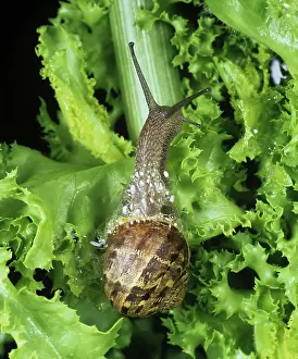 Helix: Garden snail