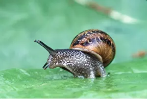 Snails: GARDEN SNAIL