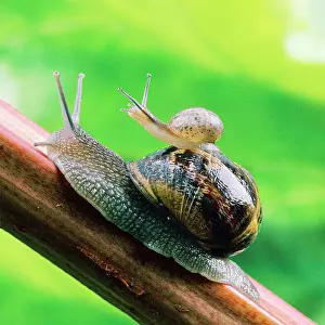 Aspersa: Garden Snail - adult with baby on its back