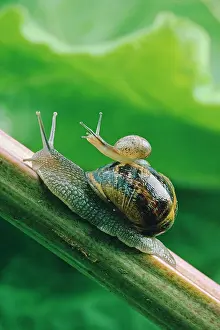 Aspersa: GARDEN SNAIL - Adult with baby on its back climbing