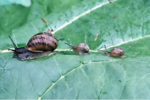 Snails: GARDEN SNAIL - Adult with x2 babies following