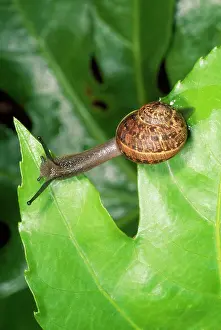 Helix: Garden Snail - crawling over leaves